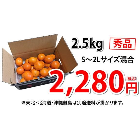 山下紅早生 みかん 幻のみかん 送料無料 秀品 2.5kg 希少品種 熊本県産 3箱購入で1箱おまけ 蜜柑 早生みかん ミカン04