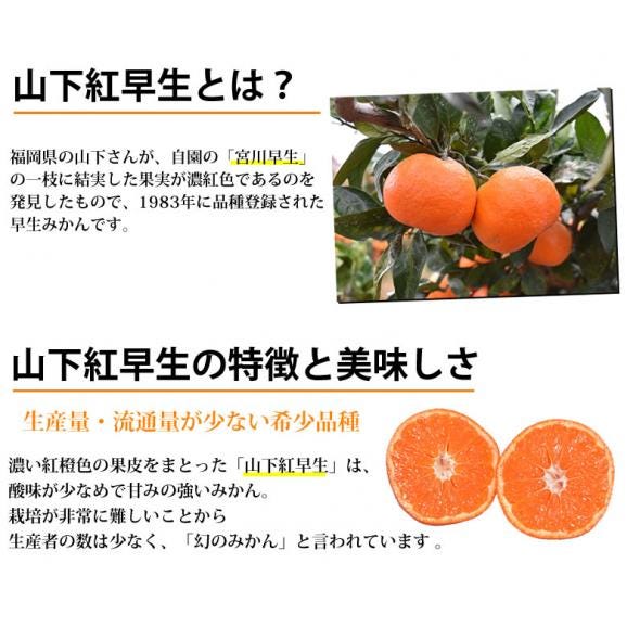 山下紅早生 みかん 幻のみかん 送料無料 秀品 2.5kg 希少品種 熊本県産 3箱購入で1箱おまけ 蜜柑 早生みかん ミカン06
