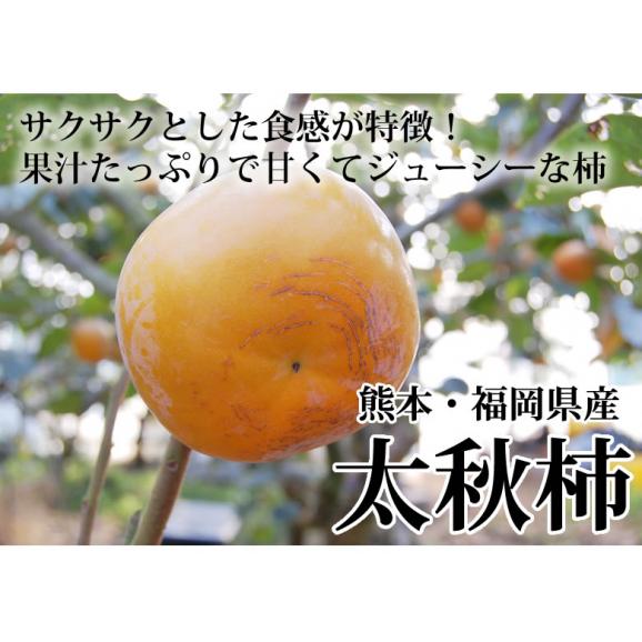 太秋柿 柿 訳あり 送料無料 約3kg 熊本・福岡県産 お取り寄せ フルーツ 太秋 たいしゅうがき 甘柿 かき カキ02