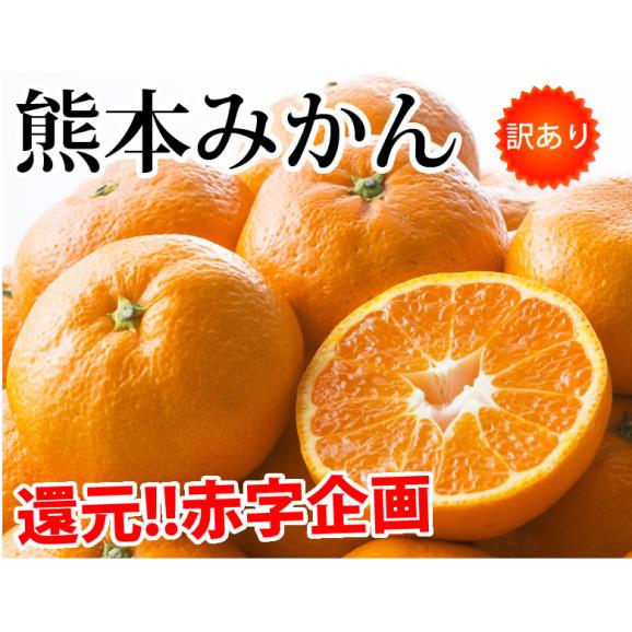 みかん 10kg 送料無料 訳あり 箱込（内容量9kg＋補償分500g) 無選別 熊本みかん 極早生みかん 早生みかん 温州みかん蜜柑 ミカン03