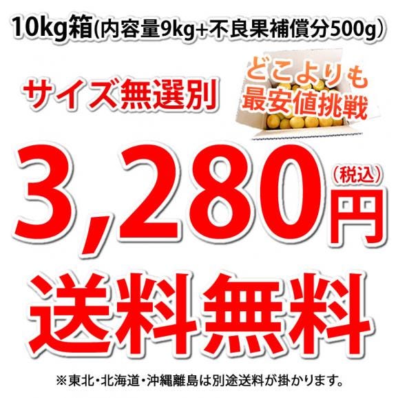 みかん 10kg 送料無料 訳あり 箱込（内容量9kg＋補償分500g) 無選別 熊本みかん 極早生みかん 早生みかん 温州みかん蜜柑 ミカン04