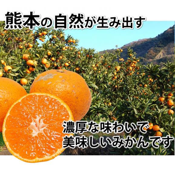みかん 10kg 送料無料 訳あり 箱込（内容量9kg＋補償分500g) 無選別 熊本みかん 極早生みかん 早生みかん 温州みかん蜜柑 ミカン06
