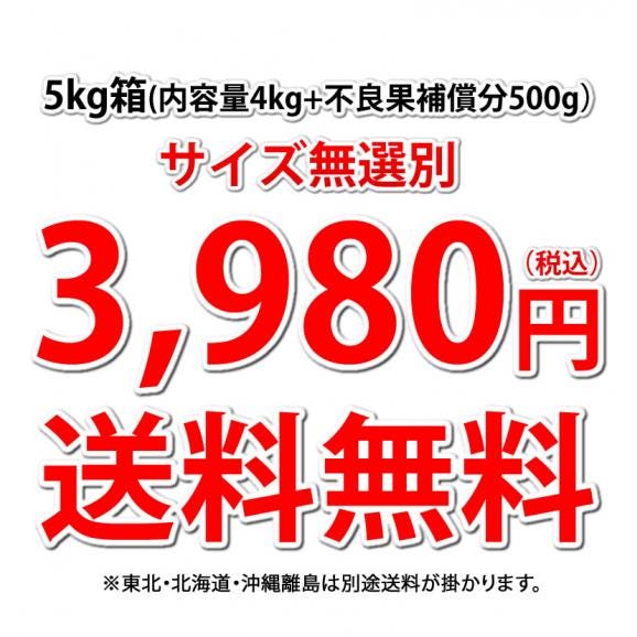 りんご 訳あり 5kg 箱込 (内容量4kg+不良果補償分500g) 送料無料 リンゴ 長野・青森県産 サンふじ つがる ジョナゴールド03