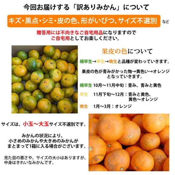 みかん 5kg 送料無料 訳あり 箱込（内容量4kg＋補償分500g) 無選別 熊本みかん 極早生みかん 早生みかん 温州みかん蜜柑 ミカン02