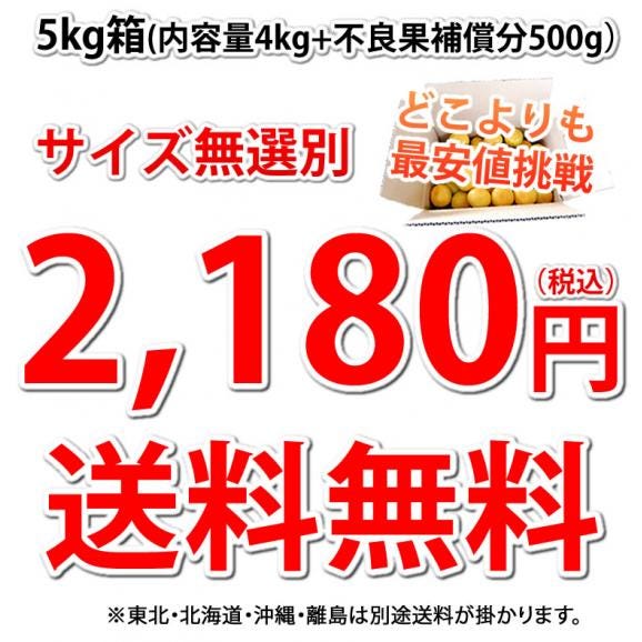 みかん 5kg 送料無料 訳あり 箱込（内容量4kg＋補償分500g) 無選別 熊本みかん 極早生みかん 早生みかん 温州みかん蜜柑 ミカン04