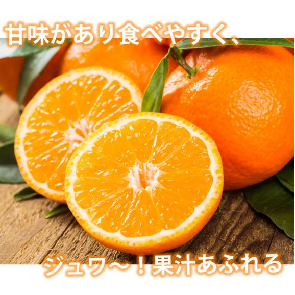 みかん 5kg 送料無料 訳あり 箱込（内容量4kg＋補償分500g) 無選別 熊本みかん 極早生みかん 早生みかん 温州みかん蜜柑 ミカン05