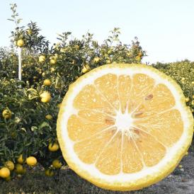 はるか みかん 10kg 箱込（内容量9kg＋補償分500g) 送料無料 訳あり 無選別 熊本県産 はるかみかん ミカン 蜜柑