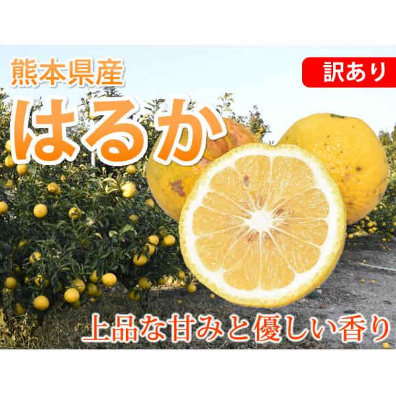 はるか みかん 10kg 箱込(内容量9kg+補償分500g) 送料無料 訳あり 無選別 熊本県産 はるかみかん ミカン 蜜柑02