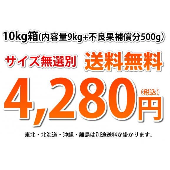 はるか みかん 10kg 箱込(内容量9kg+補償分500g) 送料無料 訳あり 無選別 熊本県産 はるかみかん ミカン 蜜柑03