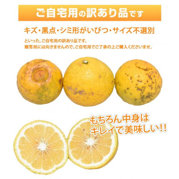 はるか みかん 10kg 箱込(内容量9kg+補償分500g) 送料無料 訳あり 無選別 熊本県産 はるかみかん ミカン 蜜柑05