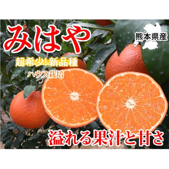 みはや みかん 送料無料 秀品 2kg 3箱購入で1箱おまけ ハウス栽培 希少品種 美早 熊本県産 蜜柑 早生みかん ミカン02