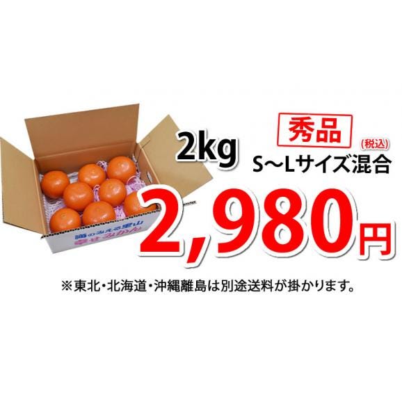 みはや みかん 送料無料 秀品 2kg 3箱購入で1箱おまけ ハウス栽培 希少品種 美早 熊本県産 蜜柑 早生みかん ミカン04