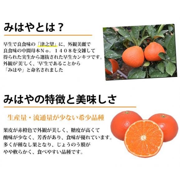みはや みかん 送料無料 秀品 2kg 3箱購入で1箱おまけ ハウス栽培 希少品種 美早 熊本県産 蜜柑 早生みかん ミカン06