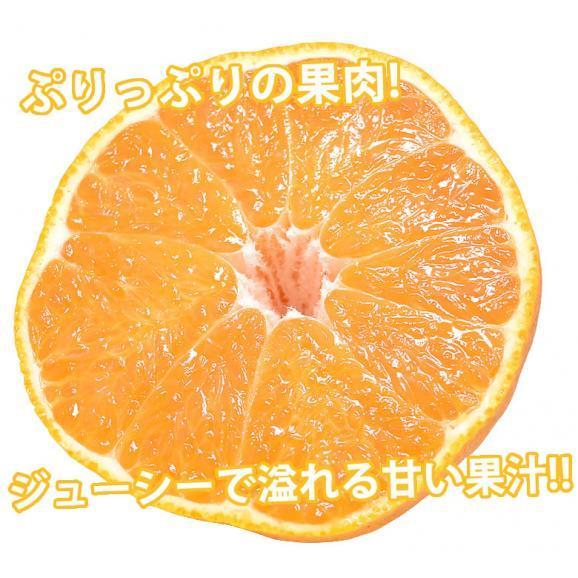 デコポン 同品種 訳ありデコみかん 5kg 箱込 (内容量4kg+補償分500g) 送料無料 熊本県産 フルーツ お取り寄せ みかん ミカン 蜜柑 不知火06