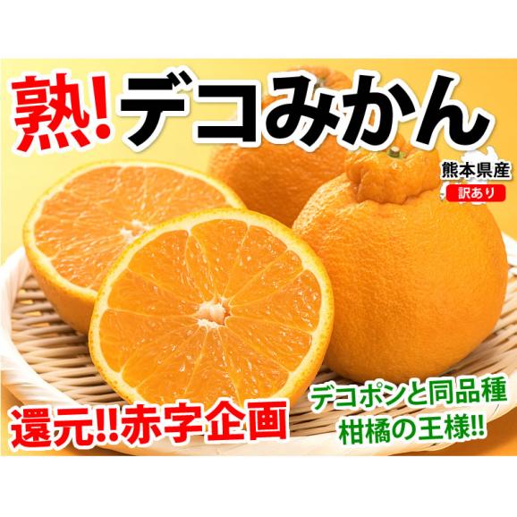 デコポン 同品種 訳ありデコみかん 10kg 箱込 (内容量9kg+補償500g) 送料無料 熊本県産 みかん ミカン 蜜柑 不知火02