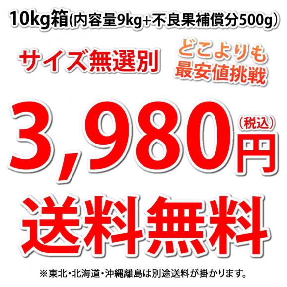 デコポン 同品種 訳ありデコみかん 10kg 箱込 (内容量9kg+補償500g) 送料無料 熊本県産 みかん ミカン 蜜柑 不知火04