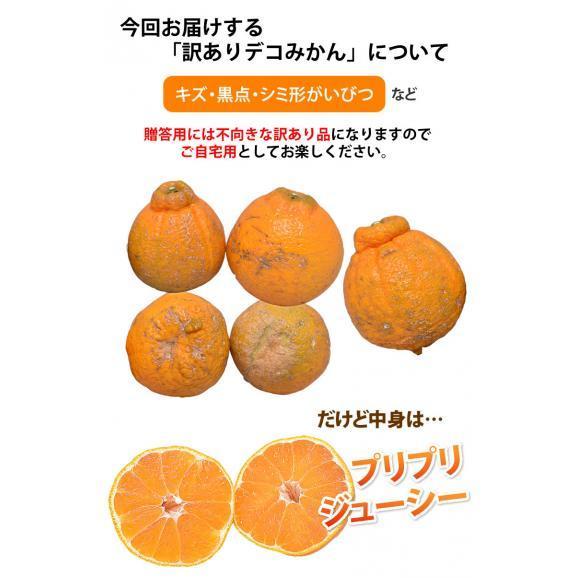 デコポン 同品種 訳ありデコみかん 10kg 箱込 (内容量9kg+補償500g) 送料無料 熊本県産 みかん ミカン 蜜柑 不知火05