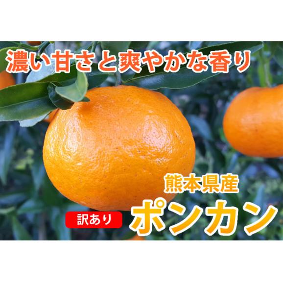 ポンカン 10kg 訳あり 送料無料 箱込 (内容量9kg+不良果補償分500g) 無選別 みかん 熊本県産 デコポン 蜜柑02