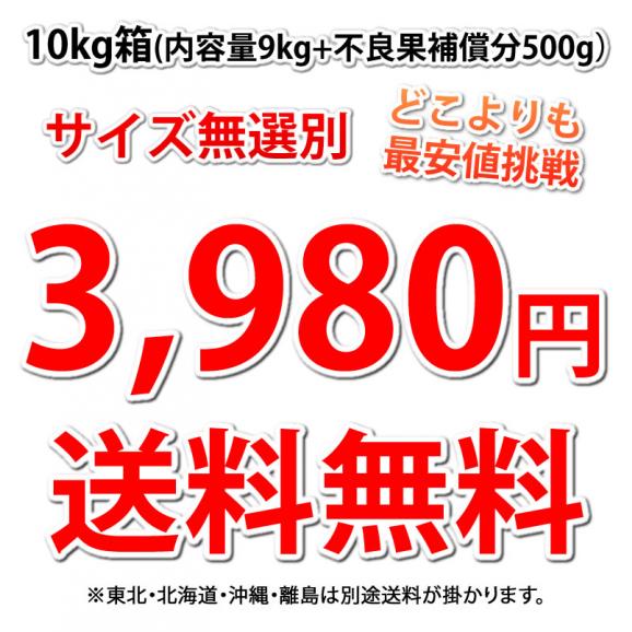ポンカン 10kg 訳あり 送料無料 箱込 (内容量9kg+不良果補償分500g) 無選別 みかん 熊本県産 デコポン 蜜柑03