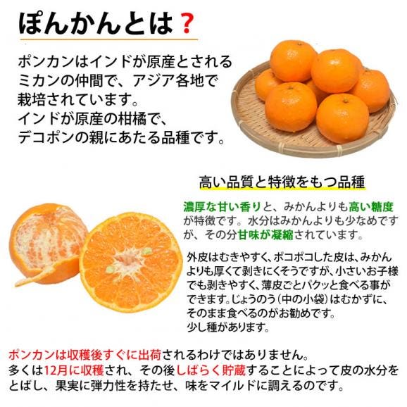 ポンカン 10kg 訳あり 送料無料 箱込 (内容量9kg+不良果補償分500g) 無選別 みかん 熊本県産 デコポン 蜜柑05