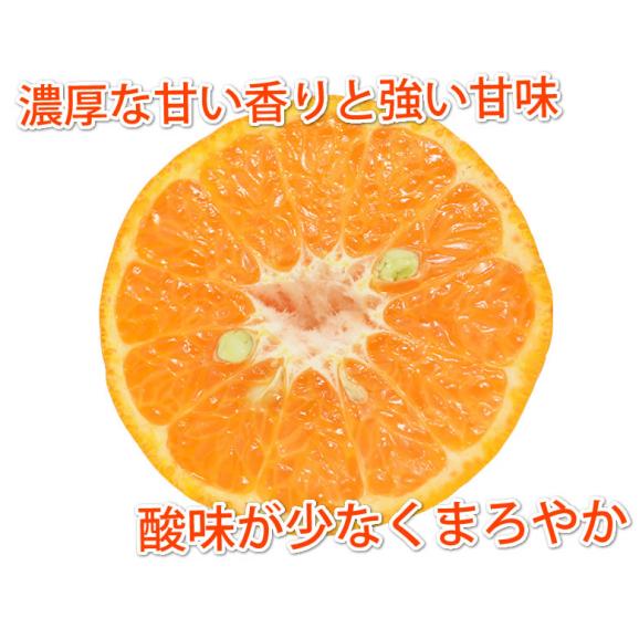 ポンカン 10kg 訳あり 送料無料 箱込 (内容量9kg+不良果補償分500g) 無選別 みかん 熊本県産 デコポン 蜜柑06