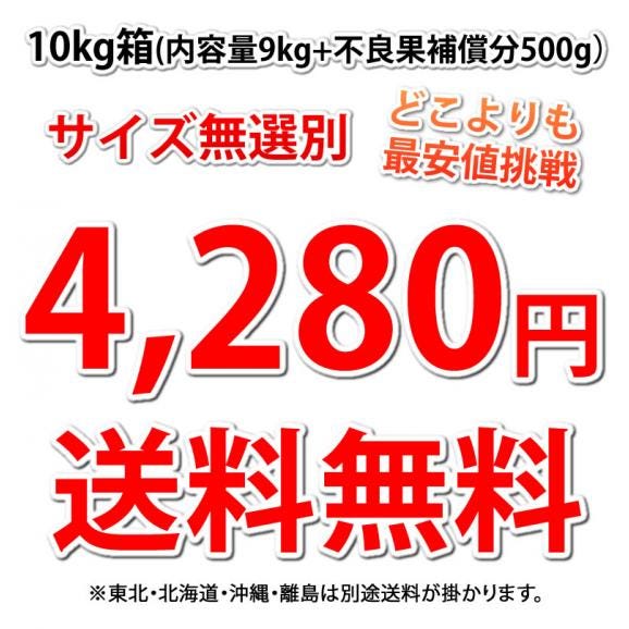 パール柑 10kg 箱込 (内容量9kg+不良果補償分500g) 文旦 みかん 送料無料 訳あり S~2Lサイズ混合 熊本県産 グレープフルーツ 蜜柑03