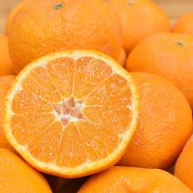 大玉みかん 10kg 2L～4L 秀品 金峯 青島 みかん 送料無料 温州みかん 熊本県産 蜜柑 ミカン