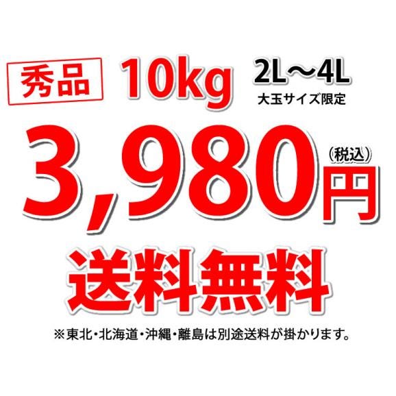 大玉みかん 10kg 2L~4L 秀品 金峯 青島 みかん 送料無料 温州みかん 熊本県産 蜜柑 ミカン03