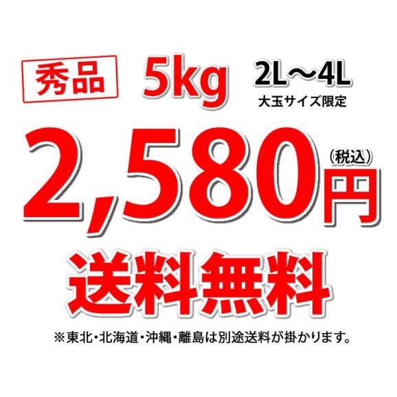 大玉みかん 5kg 2L~4L 秀品 金峯 青島 みかん 送料無料 温州みかん 熊本県産 蜜柑 ミカン03