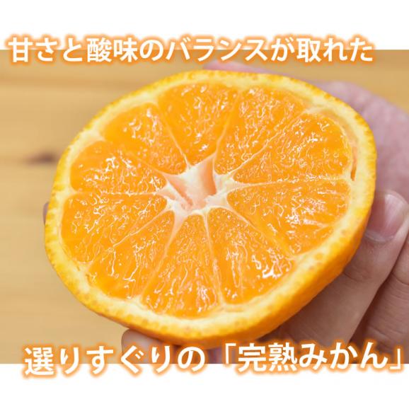 大玉みかん 5kg 2L~4L 秀品 金峯 青島 みかん 送料無料 温州みかん 熊本県産 蜜柑 ミカン05