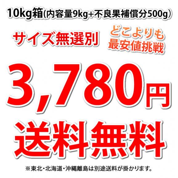 河内晩柑 みかん 送料無料 訳あり 10kg 箱込 (内容量9kg+不良果補償分500g)  S～3L 和製グレープフルーツ 晩柑 熊本県産 美生柑04