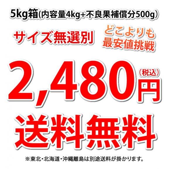 河内晩柑 みかん 送料無料 訳あり 5kg 箱込 (内容量4kg+不良果補償分500g) S~3L 和製グレープフルーツ 晩柑 熊本県産 美生柑04