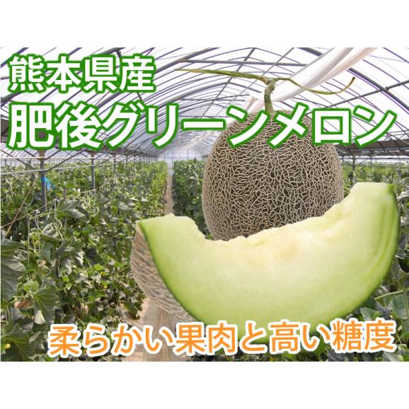 メロン 肥後グリーンメロン 送料無料 1玉 M～3L 熊本県産 肥後グリーン フルーツ お取り寄せ02