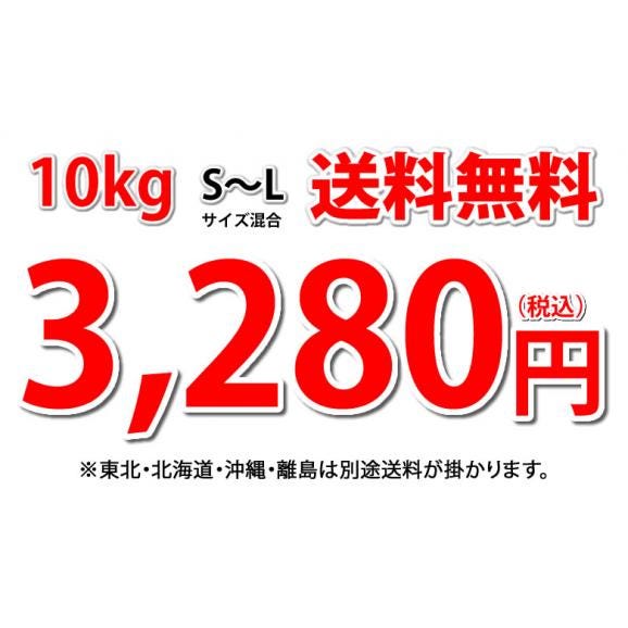 玉ねぎ サラダ玉ねぎ 10kg 送料無料 新玉 S～L 熊本県産 玉葱 たまねぎ 野菜04