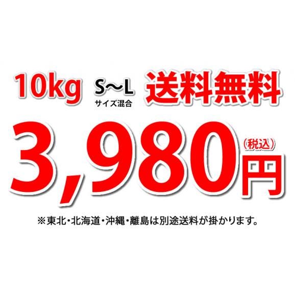 玉ねぎ サラダ玉ねぎ 10kg 送料無料 新玉 S～L 熊本県産 玉葱 たまねぎ 野菜04