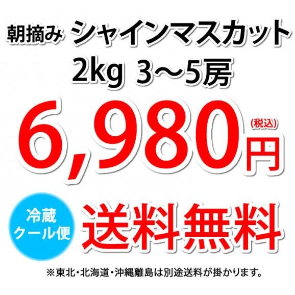 〈クール便でお届け〉 シャインマスカット ぶどう 送料無料 2kg 3〜5房 九州産 マスカット 葡萄 ブドウ04