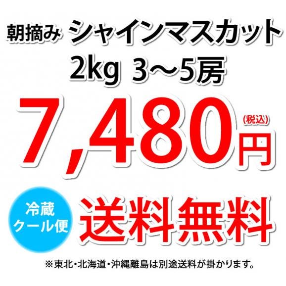 〈クール便でお届け〉 シャインマスカット ぶどう 送料無料 2kg 3〜5房 九州産 マスカット 葡萄 ブドウ04