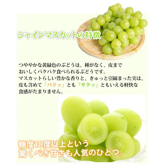 〈クール便でお届け〉 シャインマスカット ぶどう 送料無料 2kg 3〜5房 九州産 マスカット 葡萄 ブドウ06