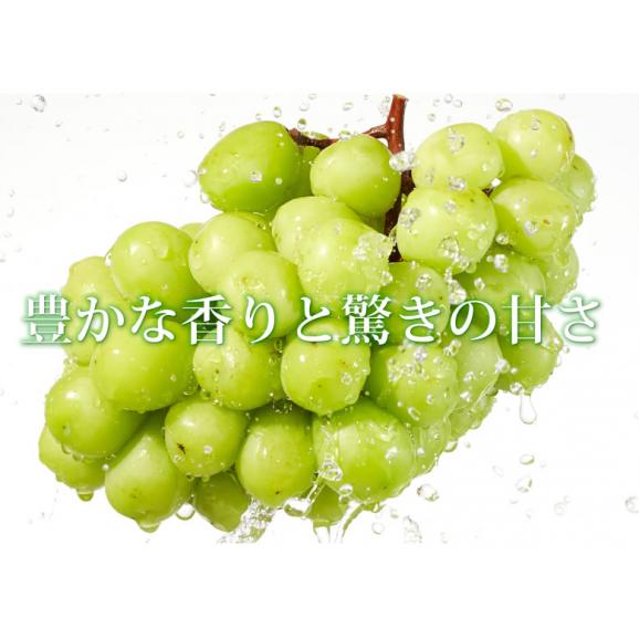 シャインマスカット ぶどう 送料無料 1房 500〜600g 九州産 マスカット 葡萄 ブドウ03