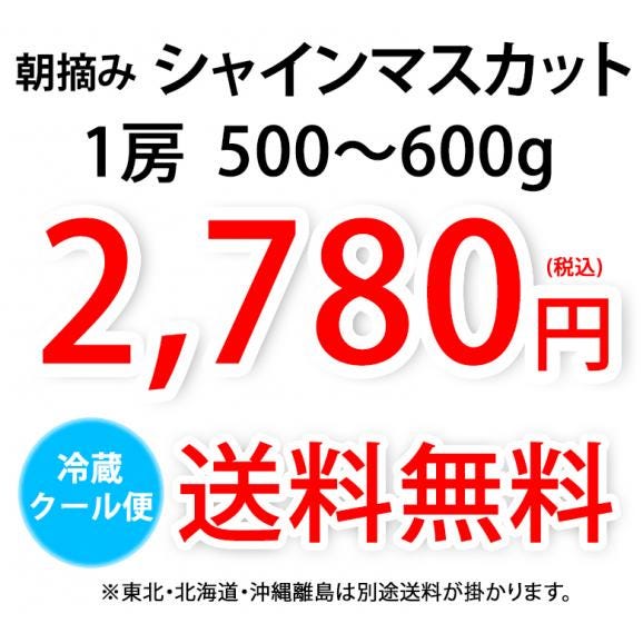 シャインマスカット ぶどう 送料無料 1房 500〜600g 九州産 マスカット 葡萄 ブドウ04