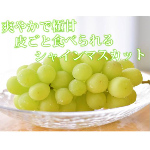 シャインマスカット ぶどう 送料無料 1房 500〜600g 九州産 マスカット 葡萄 ブドウ05