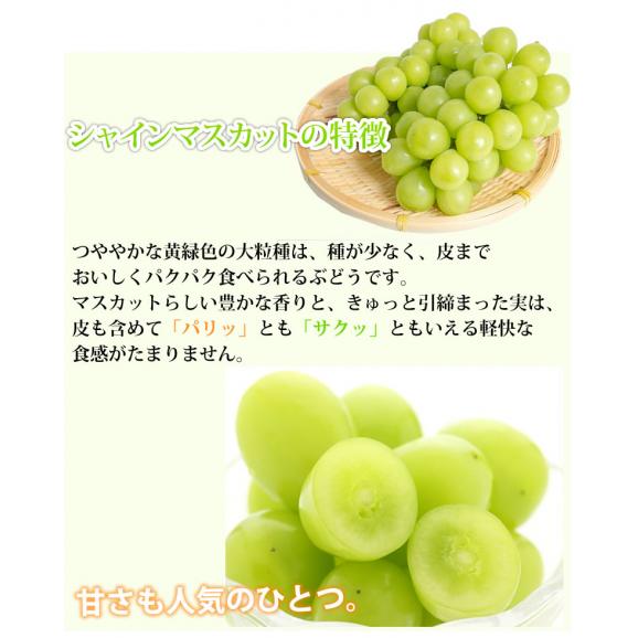 シャインマスカット ぶどう 送料無料 1房 500〜600g 九州産 マスカット 葡萄 ブドウ06