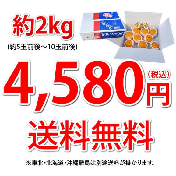 デコポン 光センサー選果 送料無料 約2kg DEKOPON ハウス栽培 熊本県産 御歳暮 ギフト 不知火 フルーツ お取り寄せ みかん 蜜柑 ミカン05