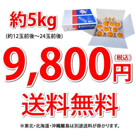 デコポン 光センサー選果 送料無料 約5kg DEKOPON ハウス栽培 熊本県産 御歳暮 ギフト 不知火 フルーツ お取り寄せ みかん 蜜柑 ミカン05