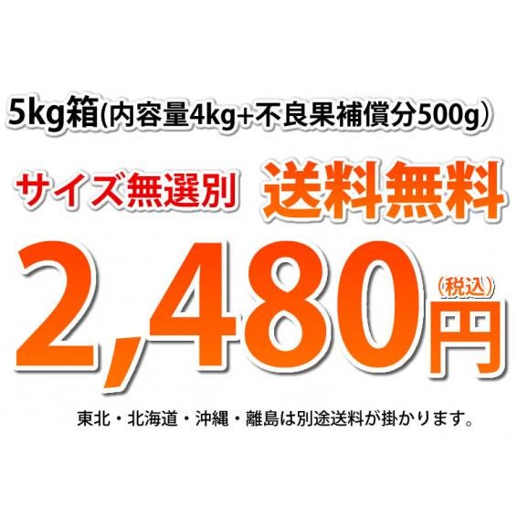はるか みかん 5kg 箱込（内容量4kg＋補償分500g) 送料無料 訳あり 無選別 熊本県産 はるかみかん ミカン 蜜柑03