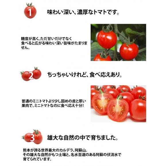 ミニトマト トマト 訳あり 送料無料 1kg 2箱購入で1箱おまけ 熊本県産 クール便でお届け お取り寄せ 野菜05
