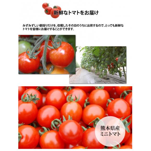 ミニトマト トマト 訳あり 送料無料 1kg 2箱購入で1箱おまけ 熊本県産 クール便でお届け お取り寄せ 野菜06