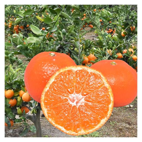山下紅早生 みかん 幻のみかん 送料無料 秀品 5kg 希少品種 熊本県産 蜜柑 早生みかん ミカン01