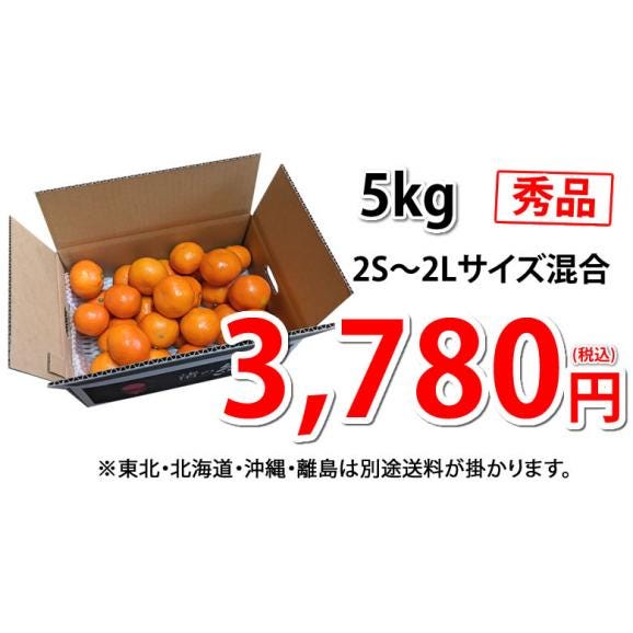 山下紅早生 みかん 幻のみかん 送料無料 秀品 5kg 希少品種 熊本県産 蜜柑 早生みかん ミカン04