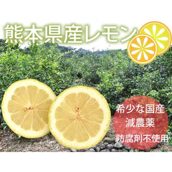 レモン 訳あり 国産レモン 送料無料 5kg 熊本県産 減農薬 防腐剤ワックス不使用 れもん グリーンレモン 国産02